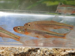 Notropis micropteryx