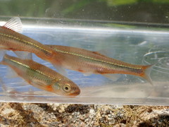 Notropis micropteryx