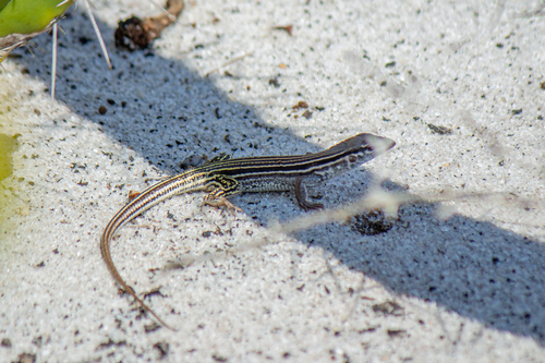 Glaucomastix littoralis