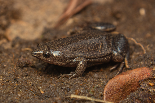 Elachistocleis cesarii