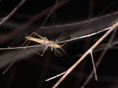 Oecanthus dulcisonans