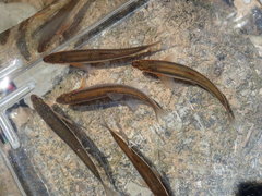 Notropis micropteryx