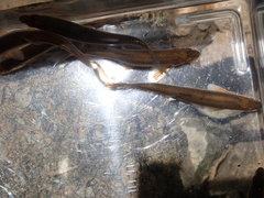 Notropis micropteryx