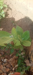 Magnoliopsida