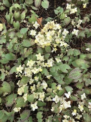 Epimedium × versicolor