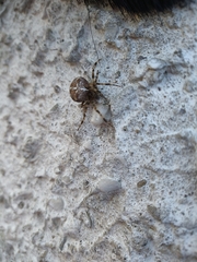 Araneus diadematus