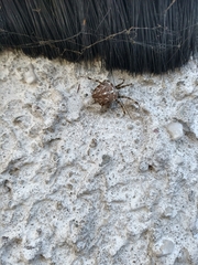 Araneus diadematus