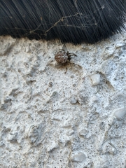 Araneus diadematus