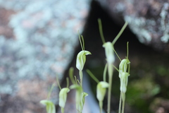 Pterostylis setulosa
