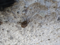 Araneus diadematus