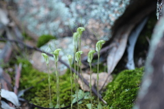 Pterostylis setulosa