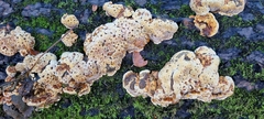 Pseudoinonotus dryadeus