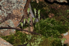 Pterostylis setulosa