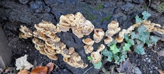 Pseudoinonotus dryadeus