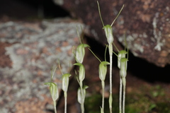Pterostylis setulosa