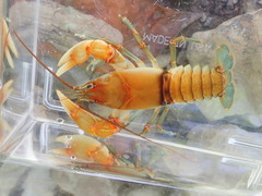 Cambarus rusticiformis