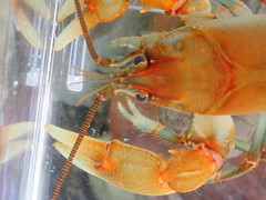 Cambarus rusticiformis