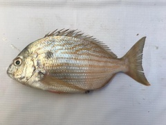 Archosargus rhomboidalis