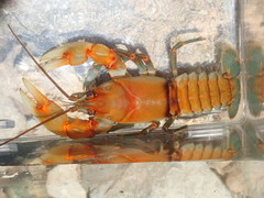 Cambarus rusticiformis