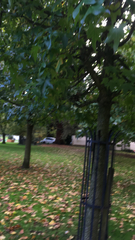 Liquidambar styraciflua