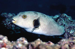 Narrow-Lined Toadfish photo 5