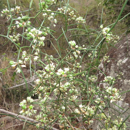 Asparagus divaricatus image