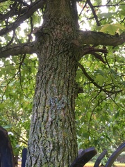 Liquidambar styraciflua