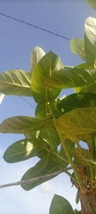 Calotropis procera image