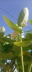 Calotropis procera image