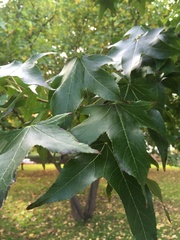 Liquidambar styraciflua