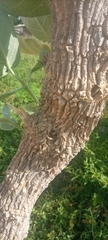Calotropis procera
