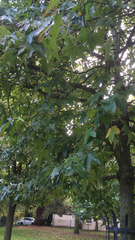 Liquidambar styraciflua
