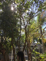 Myrcianthes fragrans