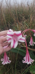 Crinum stuhlmannii delagoense