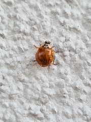 Harmonia axyridis