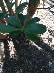 Myrcianthes fragrans