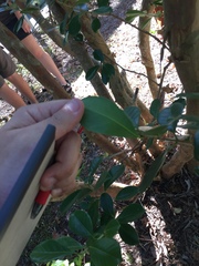 Myrcianthes fragrans