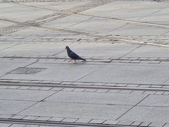 Columba livia domestica