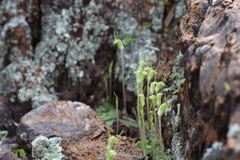Pterostylis setulosa