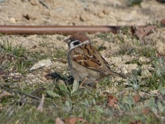 Passer montanus