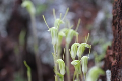 Pterostylis setulosa
