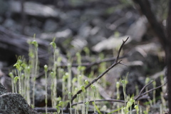 Pterostylis setulosa