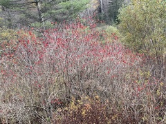 Viburnum opulus americanum