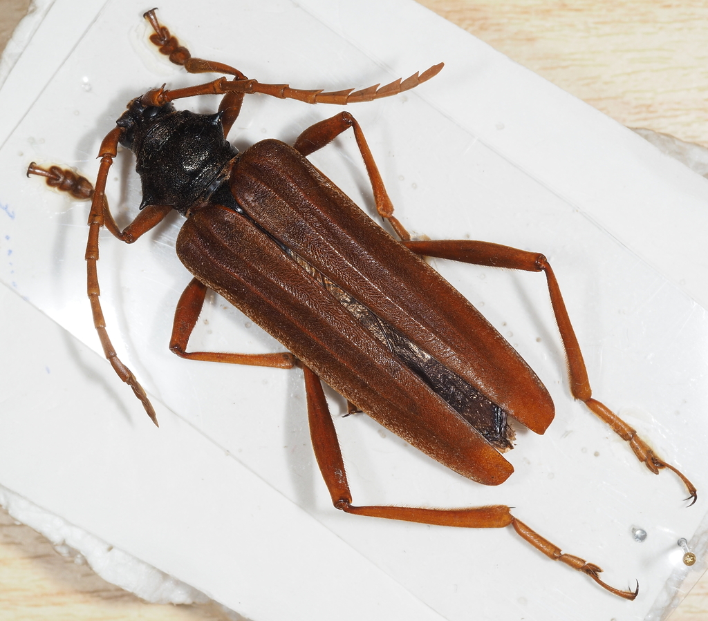 Schmidtiana spinicollis