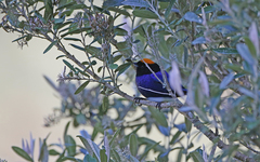 Iridosornis rufivertex