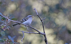 Mecocerculus stictopterus