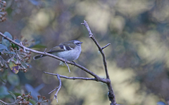 Mecocerculus stictopterus