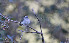Mecocerculus stictopterus