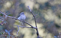 Mecocerculus stictopterus