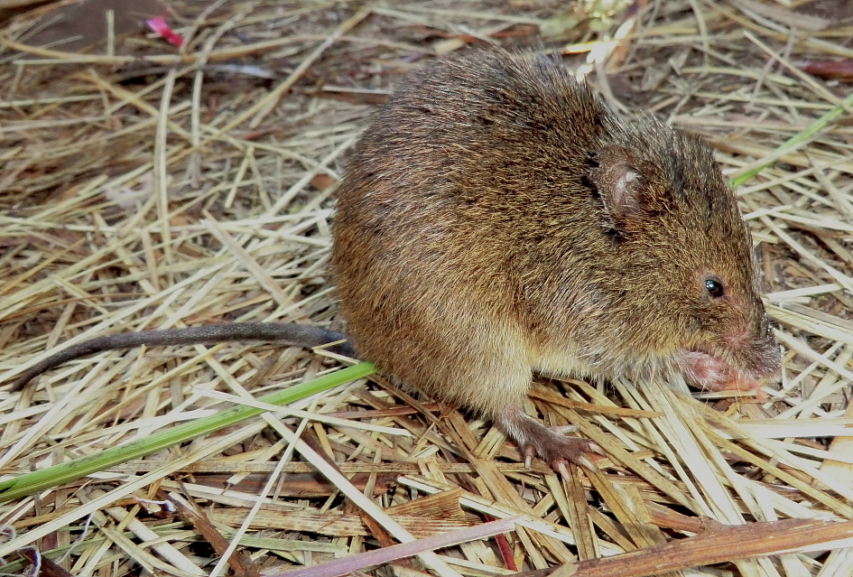 Atlantic Forest hocicudo (Oxymycterus dasytrichus)